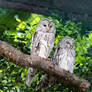 Ural Owl