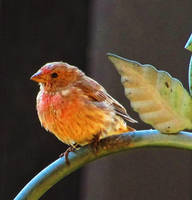 Finch on a Perch