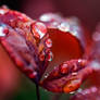 Red Violet Rain Drops