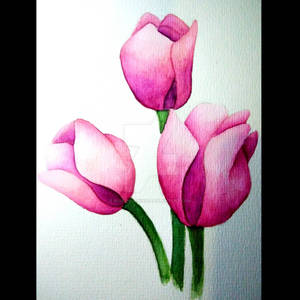 pink tulips