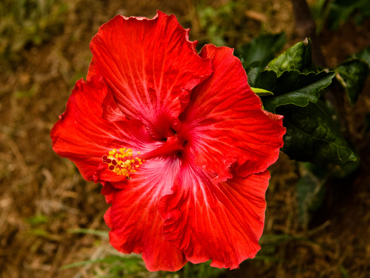 flower.07 hybiscus