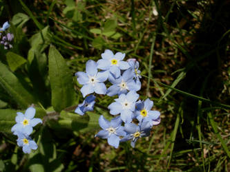 TI: Tiny blue flowers