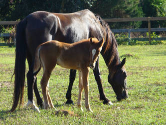 Horse at first sight