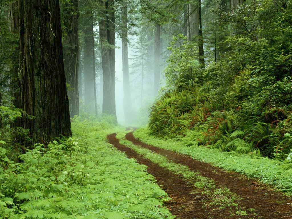 Tracks in the Forest