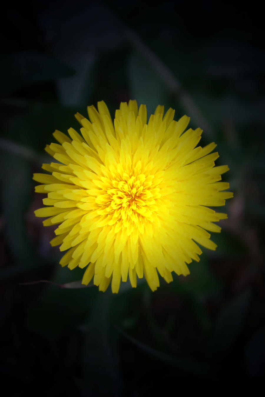 Yellow Dandelion