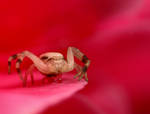 Crab spider on a rose 2 by Alliec