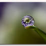 dEW