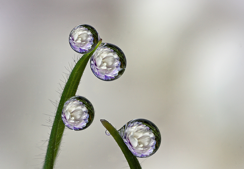 Dew Drop Refraction 3