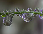 Frozen Dew Drops