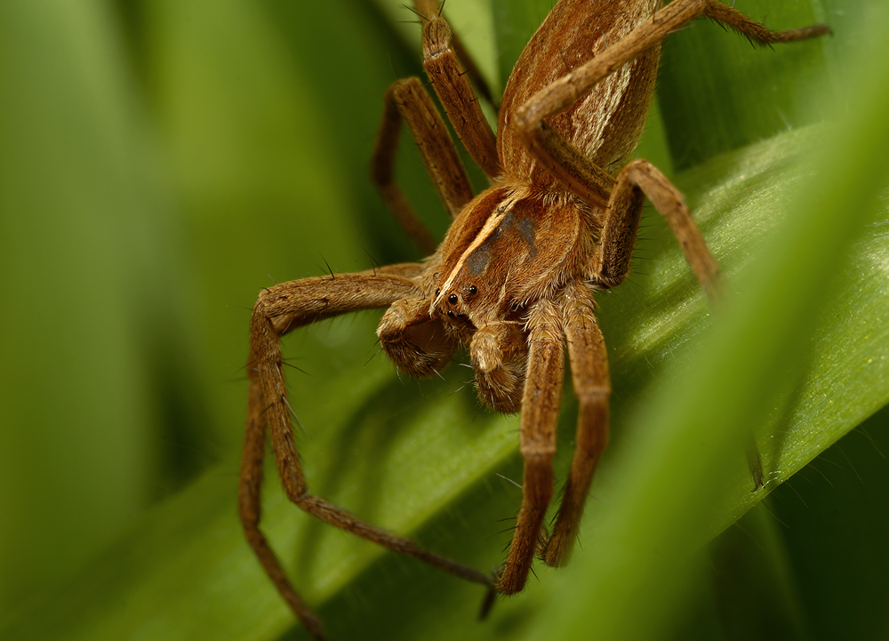 Nursery Web Spider 2