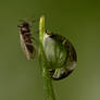 MIdge on a Dew Drop