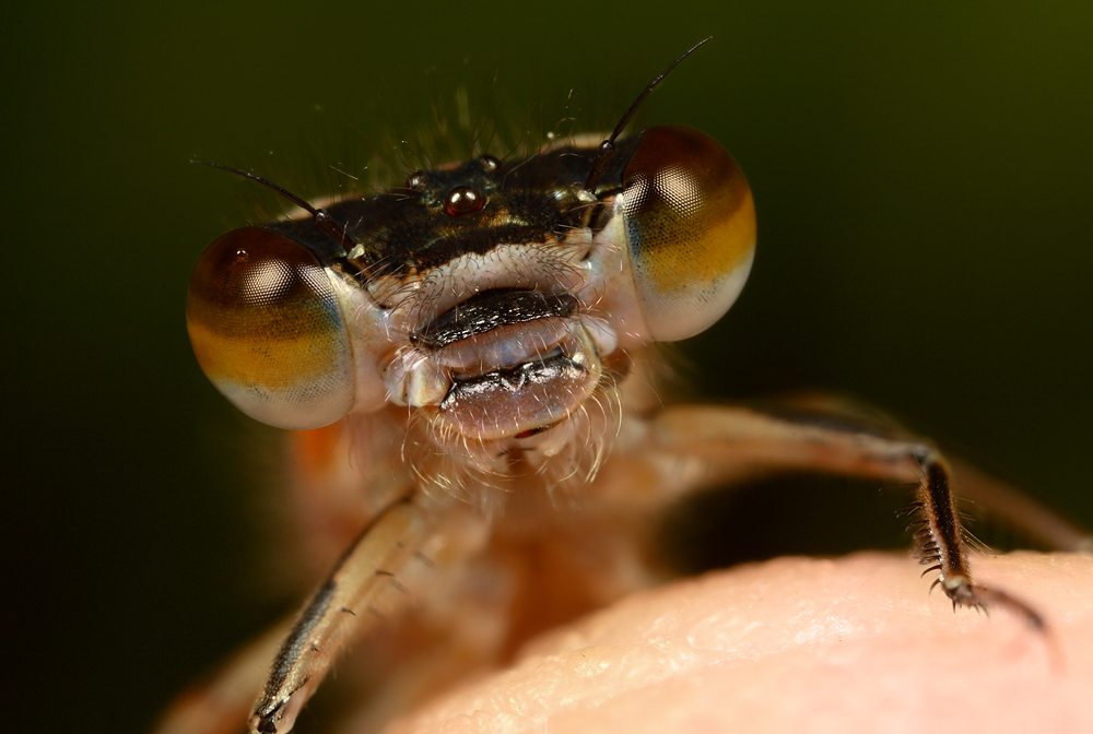 Damsel on my finger