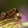 Ant with a Honey Drop
