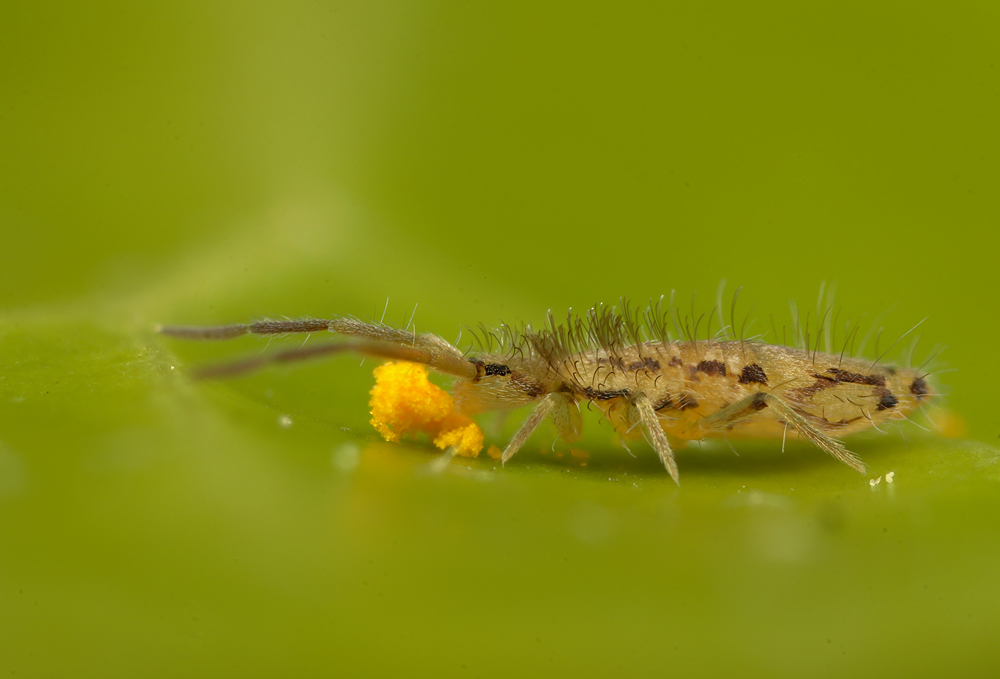 Springtail eating pollen