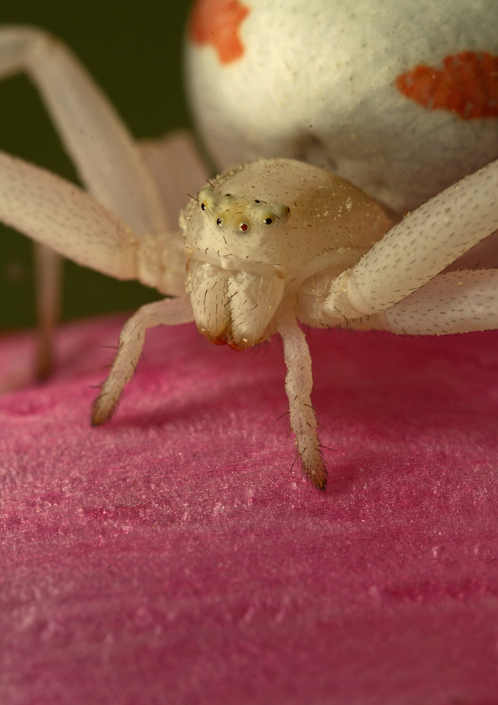 Crab Spider on petal