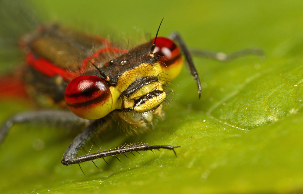 Red Damsel 2