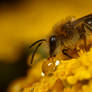 Small Bee on Flower 2