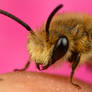 Small bee on my finger