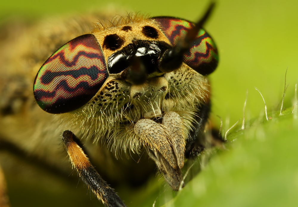 Horsefly 2 By Alliec On DeviantArt horsefly-2-by-alliec-on-deviantart