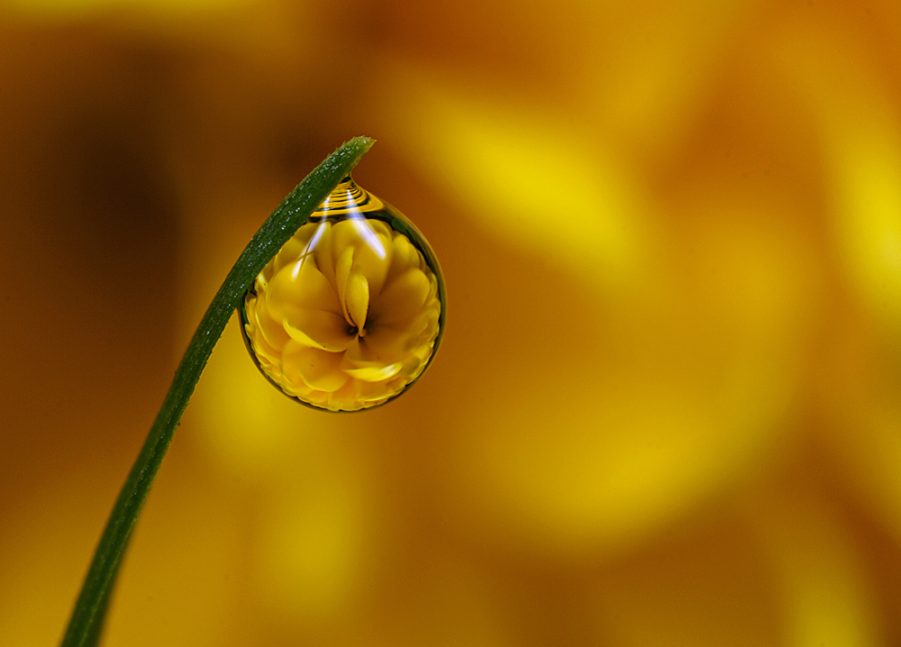 Dew Drop