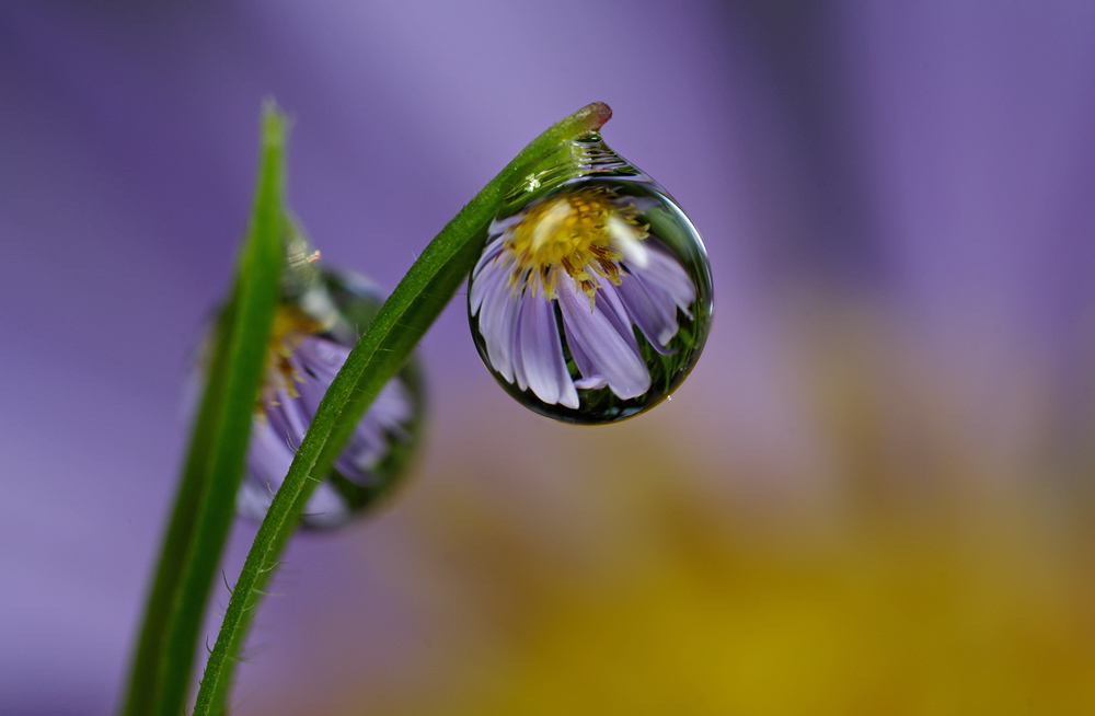 Dew Drop Refraction 1