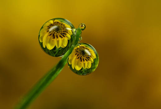 Dew Drop Refractions 2