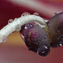 Flower Stamen - Water Drops