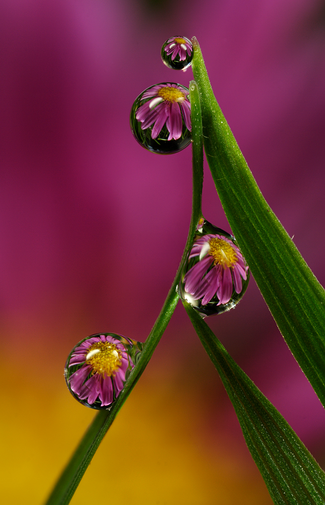 Dew Drop Refraction 17