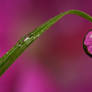 Dew Drop Refraction 20