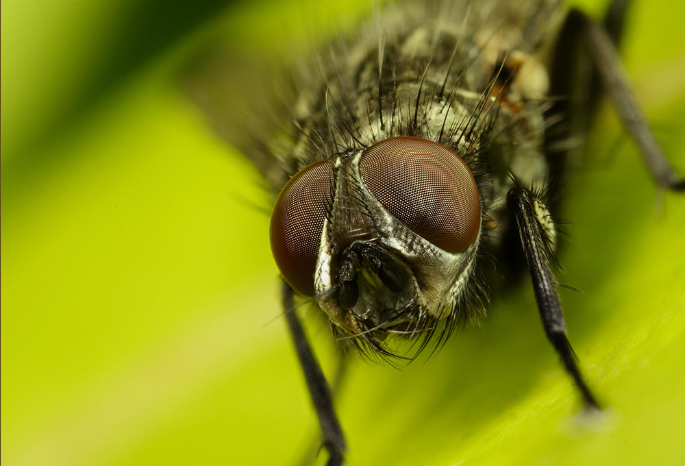 Fly Portrait by Alliec on DeviantArt