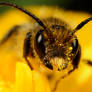 Small Bee on Yellow