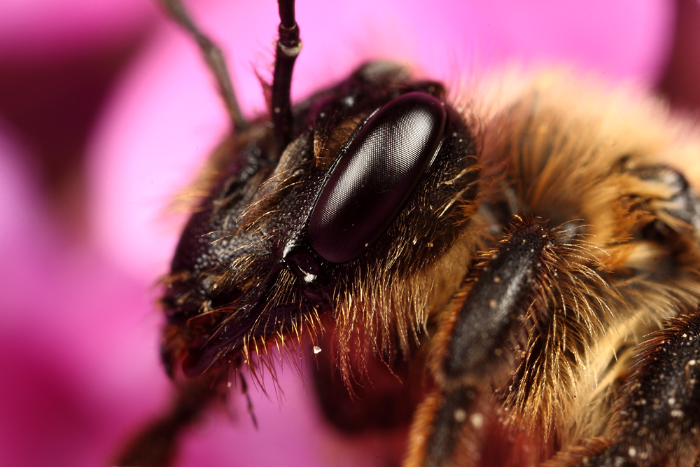 Bee in Flower