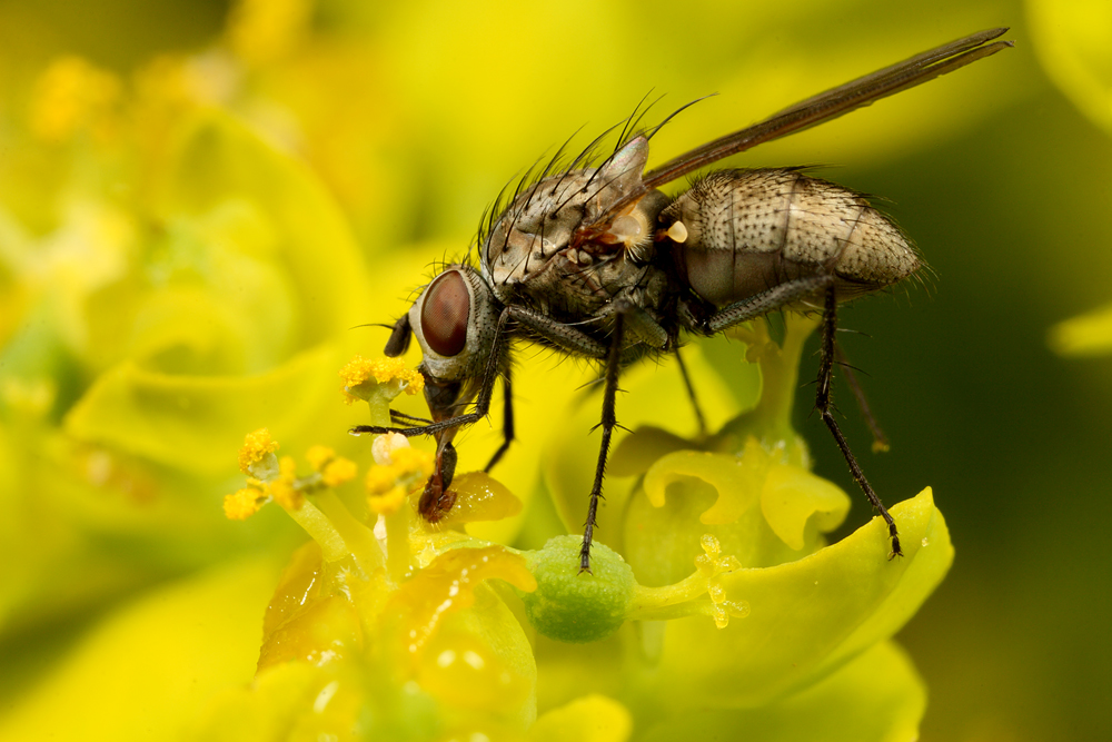 Fly on Flower 2