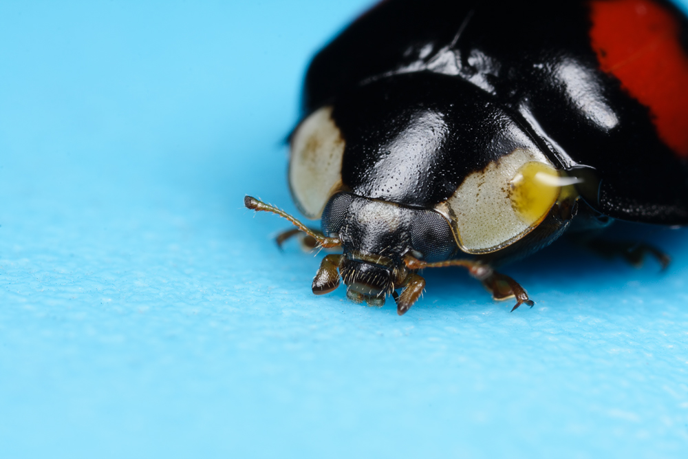 LadyBird on Blue