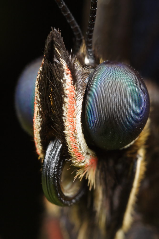 Butterfly Portrait 2