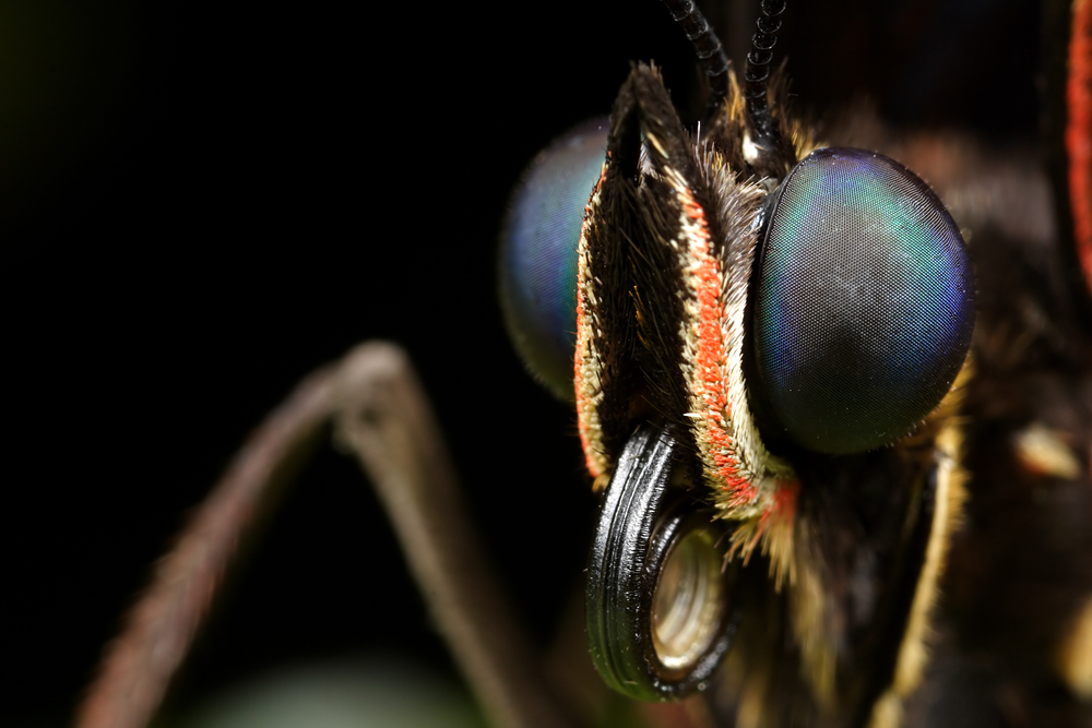 Butterfly Portrait 4