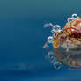 Springtail Reflection 5
