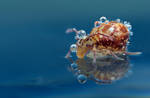 Springtail Reflection 5 by Alliec