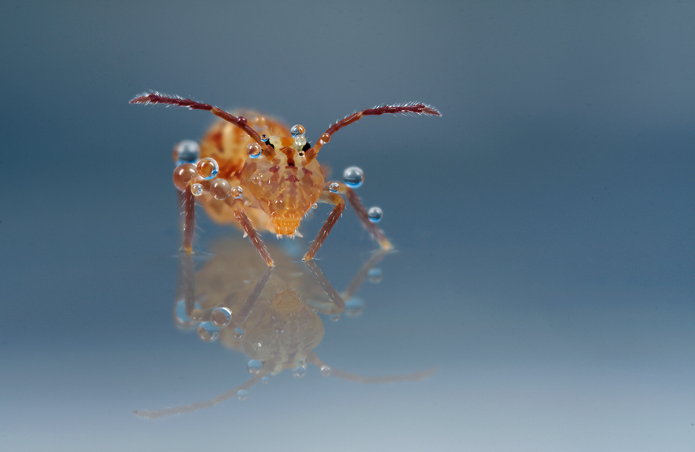 Globular Springtail 10