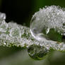 Frozen Dew Drop