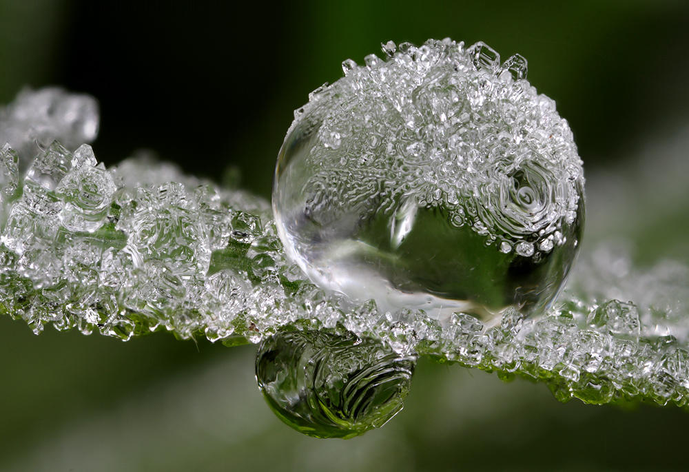 Frozen Dew Drop by Alliec