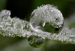 Frozen Dew Drop by Alliec