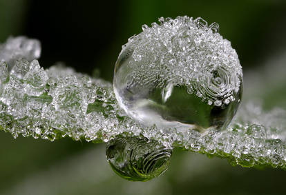 Frozen Dew Drop