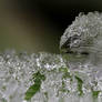 Frozen Dew Drop 2