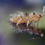 Springtail 2