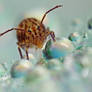Globular Springtail 28