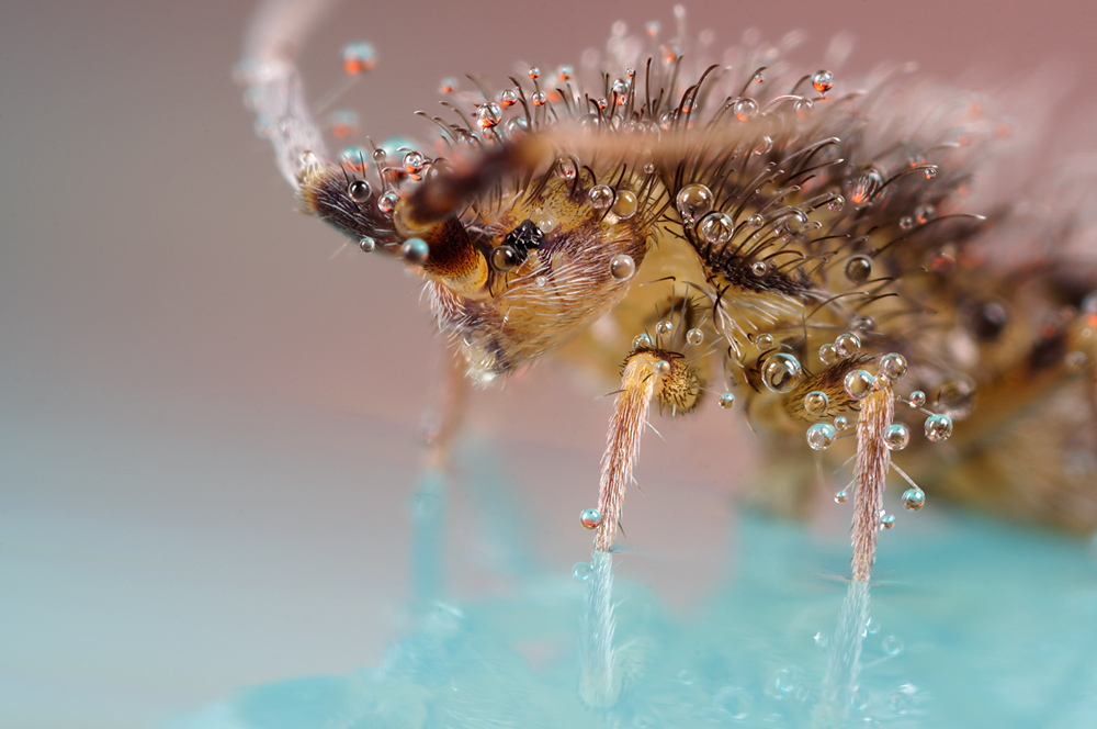 Springtail 11