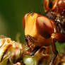 Conopid Fly Portrait