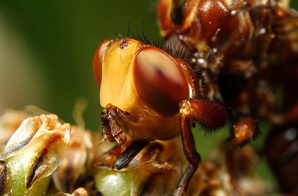 Conopid Fly Portrait