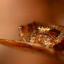 Winter Crab Spider